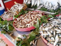 Egeli balıkçılar, sezona ümitli başladı