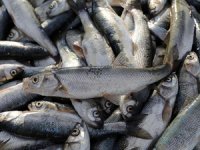 İnci kefalinin av yasağı sona erdi