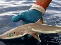 Meksika'da yeni bir köpek balığı türü bulundu