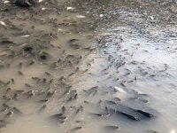 Baraj kapakları kapatılınca on binlerce balık telef oldu