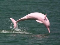 Çin’deki pembe yunusların yaşam alanları tehdit altında