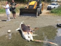 Edremit'te silahla öldürülmüş yunus bulundu!