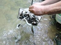 7 bin 500 kırmızı benekli alabalık Akçay Deresi’ne bırakıldı