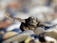 Caretta yavrularını poşetle toplayıp denize bıraktılar