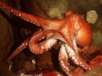 Antarktika ahtapotlarının donmamasının sırrı çözüldü