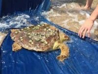 Kıyıya vuran yaralı caretta caretta tedaviye alındı