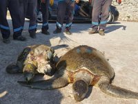 Marmaris'te iki caretta caretta sahile vurdu