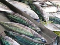 Balıkçılar "Palamut" sezonunun açılmasını bekliyor