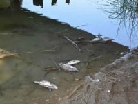 Sinop'taki balık ölümlerinin sebebi belli oldu