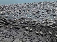 100 ton balık kuraklık nedeniyle telef oldu