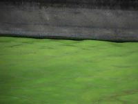 Florida'da zehirli algler OHAL ilan ettirdi