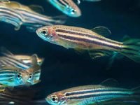 Zebra balığı, Alzheimer için umut oldu