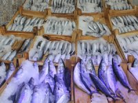 Karadeniz'de palamut bolluğu yaşanıyor