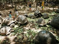 Dev kaplumbağaların yuvası 'Changuu Adası'