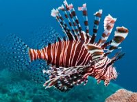 Aslan balığı istilası robotla önlenecek