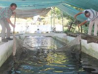 Baraj ve kaynak suyunda yılda 150 ton balık üretiyor