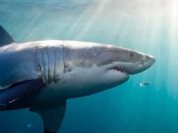 Köpek balıklarının yeni düşmanı 'Mıknatıslar'