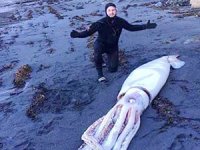 Yeni Zelanda'da dev mürekkep balığı bulundu