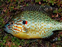 Bursa’da gölette Güneş Levreği oltaya takıldı