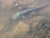 Kızılırmak'ta toplu balık ölümleri yaşandı