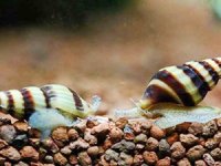 Pasifik Okyanusu'nda üç yeni salyangoz balığı türü keşfedildi