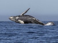 IWC, dünyadaki balina nüfusunun süresiz korunmasını onayladı