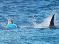 Avustralya'da 24 saatte iki köpek balığı saldırısı yaşandı