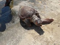 Kaş açıklarında telef olan caretta caretta bulundu