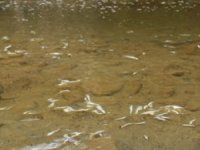 Hatay'da toplu balık ölümleri meydana geldi