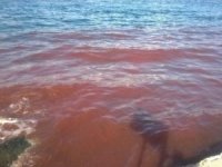 Trabzon'da deniz kan gölüne döndü