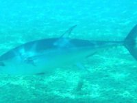 Antalya’nın Konyaaltı sahilinde aslan balığı görüntülendi