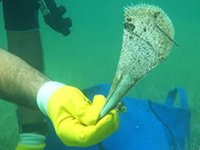 Çanakkale’de deniz canlıları koruma altına alındı
