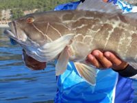 Lagos balığı, ticari amaçlı avlanması yasak türler listesinden çıkarıldı