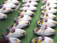 Tokyo’nun yeni balık pazarı Toyosu Fish Market kapılarını açtı