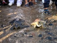 Mersin'de tedavi edilen ‘caretta caretta’lar suyla buluştu