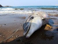 Muğla'da kuyruğu kesilmiş ölü yunus kıyıya vurdu