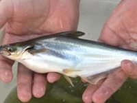 Tatlı suların köpekbalığı yeni bir ihracat kapısı olabilir