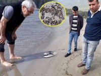 Muğla’da ters akıma kapılan milyonlarca arı kıyıya vurdu