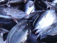 Orkinos ihracatı en çok Japonya’ya yapılıyor