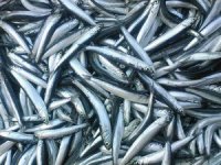 Bandırma’da hamsi bolluğu fiyatları düşürdü