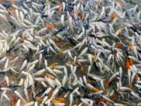 Antalya'da serada domates gibi balık yetiştiriliyor