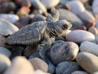 Antalya’da 22 yılın caretta caretta rekoru kırıldı
