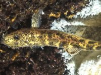 Van Gölü’ndeki yeni balık türü bilim insanlarını şaşırttı