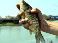 Sazan balığı destek kapsamına alınacak