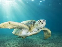 Yeşil deniz kaplumbağalarının ana vatanı: Marsa Alem