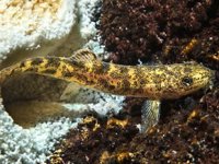 Van Gölü’nde bulunan balığın türü tespit ediliyor