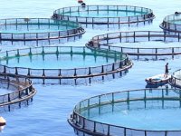 Mersinliler, 'balık çiftliği' istemiyor