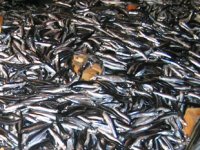 Karadeniz'de hamsi bereketi yaşanıyor