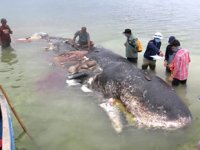 Endonezya'da kıyıya vuran ölü balinanın midesinden 6 kilo çöp çıktı