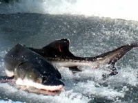 Çin’de 6 bin mersin balığı öldü, köprü inşaatı durdu